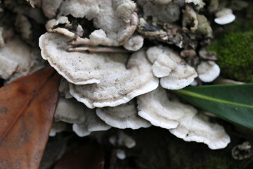 Mushroom named 