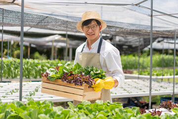 Hydroponic vegetable concept, Young Asian man holding basket of fresh lettuce in hydroponic farm