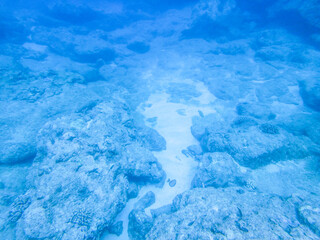 sharks cove snorkeling in oahu hawaii north shore