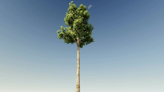 Isolate tree with alpha matte 3d animation