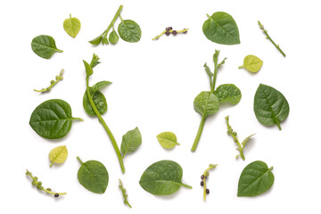 malabar spinach plant parts, ceylon spinach plant, basella alba or basella rubra known as vine spinach, medicinal herb on white background, space for text