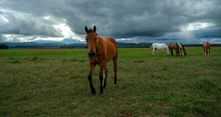 Stunning close up of horse on stormy Queensland countryside