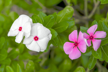 The watercress is blooming.