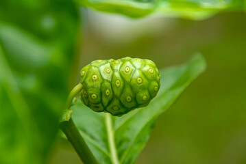 The stamens are green in color that is different from the sepals that are white.