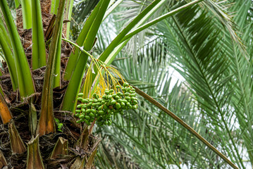 A palm fruit that is about to be harvested.