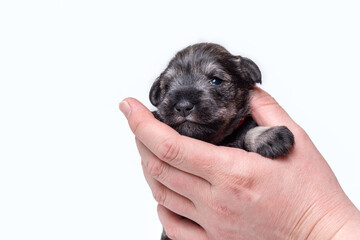 A small newborn puppy on the owner's hand. Portrait of a little blind miniature schnauzer puppy on a white background. Pet care. National Puppy Day