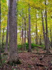 Green and Yellow Leaf Autumn Forest Park Trees
