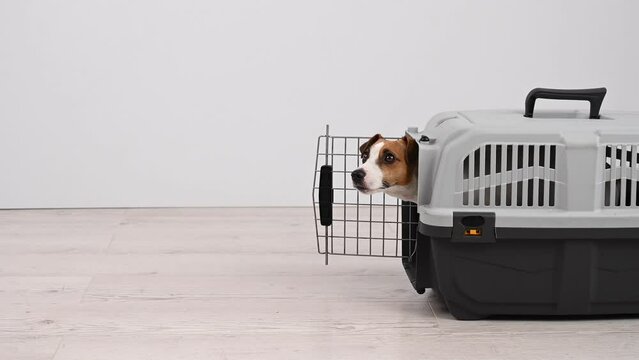 Jack Russell Terrier dog walks into a plastic carrier.