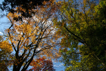 Beautiful golden autumn branch texture in Karuizawa woods.