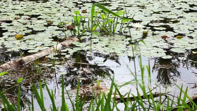 Forest Pond Lake Marsh Lilli Pad CU Shot 10sec
