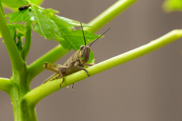 grasshopper on the plant stem eating the leaf - obrazy, fototapety, plakaty