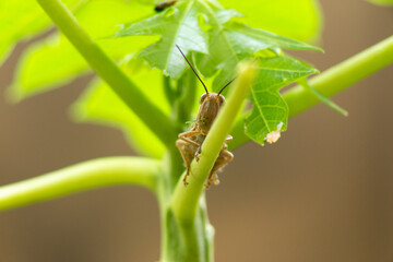 grasshopper on the plant stem eating the leaf