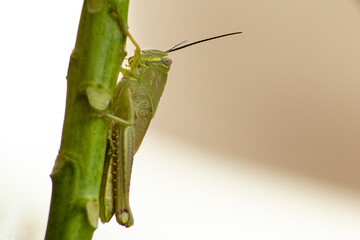 grasshopper perched on the plant stem