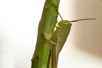 grasshopper perched on the plant stem