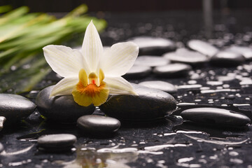 Still life of with 
White orchid and zen black stones  and green palm on wet background
