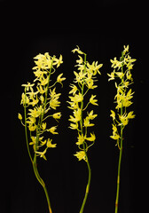 Three branch yellow orchid flower with stem on black background