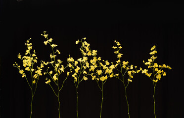 Row of oncidium orchid blossoms against a pure black background
