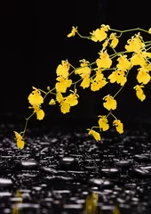 Schilderijen op glas Still life of with  Yellow oncidium Orchid  and zen black stones on wet background  © Mee Ting