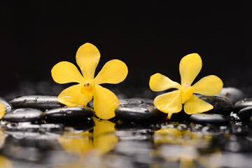 Still life of with 
Two yellow orchid and zen black stones on wet background
