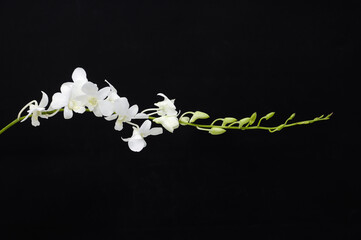 branch of white orchid flowers on black background.

