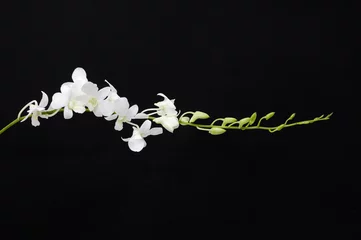 Foto op Plexiglas branch of white orchid flowers on black background.   © Mee Ting
