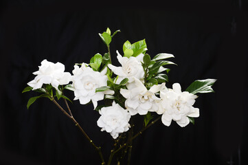 bouquet of 
gardenia with leaf on black  background
