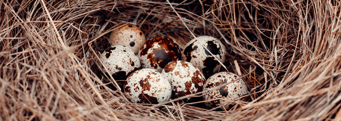 Fresh quail brown eggs with nest, rustic background with eggs with natural light and empty space for text, selective focus, Banner photo. Wild eggs in the nest