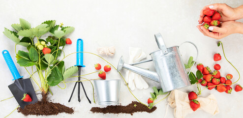 Growth stages of strawberry plant.