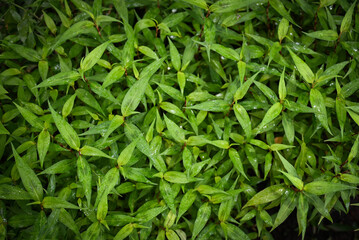 Nature green leaf background,  tree grows vietnamese coriander herb and vegetable, vietnamese mint in the garden