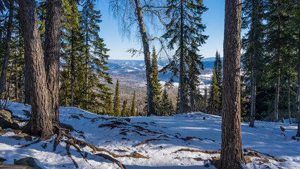 Coniferous forest grows on the hillside. Trunks and branches of trees against the blue sky. The roots are visible on the snow-covered ground. Mountains in the distance. Altai