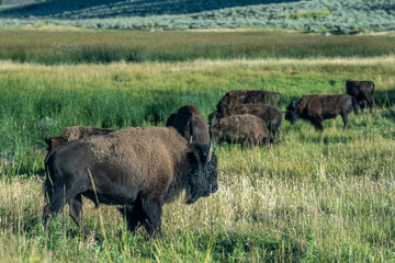 yeallowstone national park bison grazing at day light