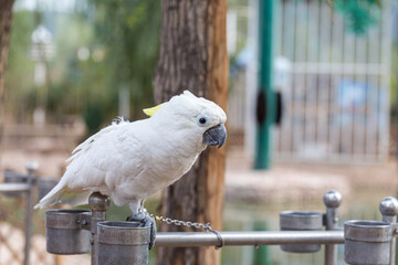 White parrots in the park