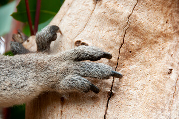 Koala Paw on a Tree © Adwo