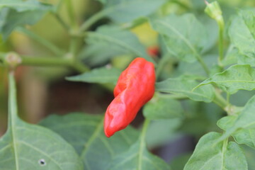 Cayenne pepper is a fruit and plant belonging to the genus Capsicum whose fruit grows towering upwards. The color of the fruit is small green when young and when it is ripe it is dark red.