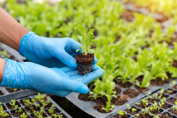 Close-up of a woman hands gardening lettuce.
