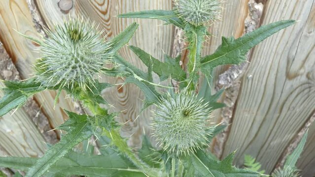 Thistle Ouch Sharp Thorns Closeup Loop Montana