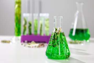 research and Biotech science Scientists are developing research on algae. Bio-energy, biofuel,...