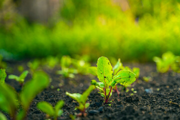 Leaves of a young beetroot close-up growing in the soil on a garden bed