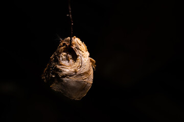 Dry fish head crucian carp close-up on a dark background. Wire with a tall dried fish head