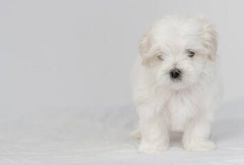 Maltese puppy standing on a white bed
