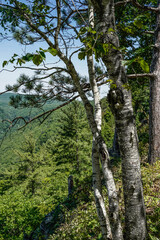 Scenic landscape view of the Pennsylvania Grand Canyon. Focus on birch trees.