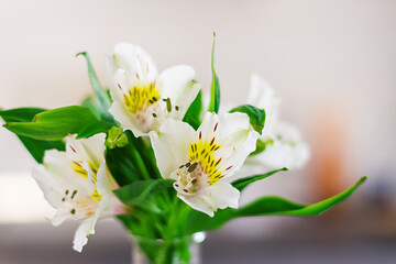 Naklejka na ściany i meble Beautiful spring flowers in a vases on light background