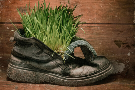 green grass grow in old grunge boot
