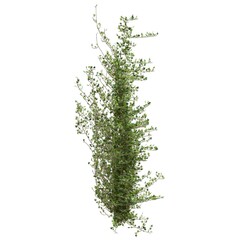 Climbing plants creepers isolated on white background 3d illustration