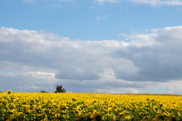 Sunflower field in summer. Panoramic scene with sunflowers in the field, tree on the horizon, and blue sky with clouds. Summer countryside landscape in Ukraine