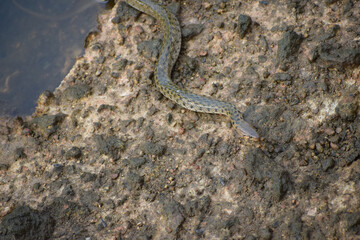 A snake is coming out of water