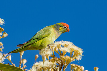 Varied Lorikeet in Queensland Australia