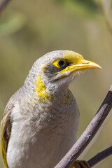 Yellow-throated Miner in Queensland Australia