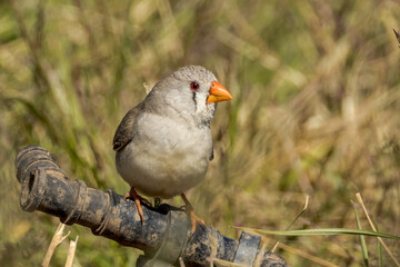 Zebra Finch in Queensland Australia