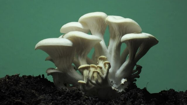 Growing oyster mushrooms rising from soil time lapse on a green screen 4k footage.